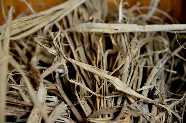 “ky开元”家居风水植物都有哪些？