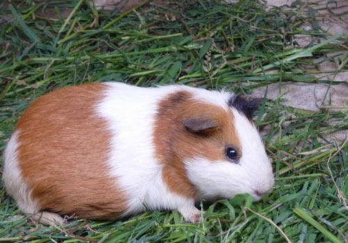 漯河市舞阳县教研室：做实教育教研工作向祖国70华诞献礼“ky开元”